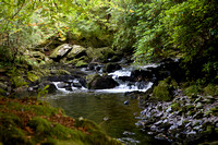 Glengarriff Woods Nature Reserve