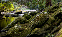 Glengarriff Woods Nature Reserve