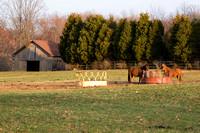Horses in Glenwood